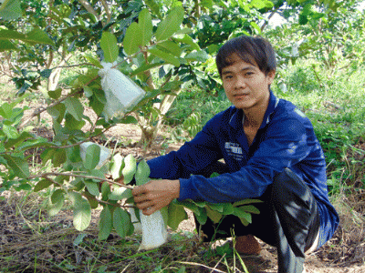 9X mê trồng ổi Đài Loan, bưởi da xanh độc lạ