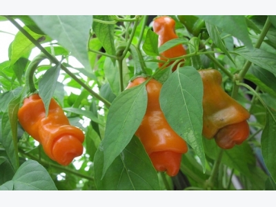 Kỹ thuật trồng ớt có hình thù kỳ quái thu hút người mua với hiệu quả kinh tế cao