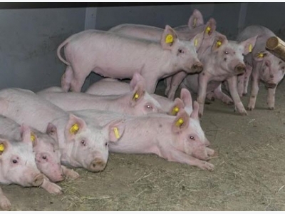 EAHE systems may cool livestock facilities effectively