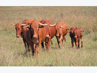 Environmental benefits of Afrikaner cow productivity
