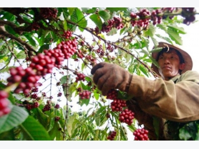Vietnams Jan-Oct coffee exports down, rice up