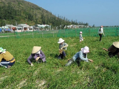 Bón phân, tưới nước cho tỏi vụ đông