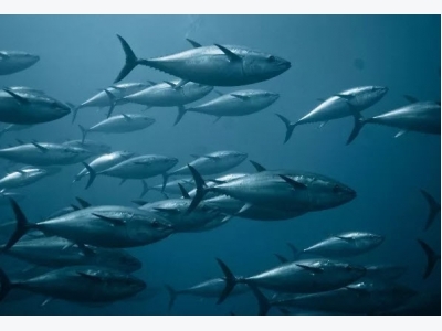 Bluefin quota disappoints EU fishermen