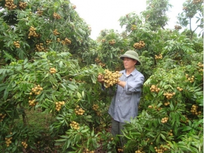 Quy trình ghép đoạn chồi non áp dụng trong cải tạo vườn nhãn tạp