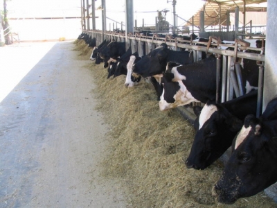Start-up nation meets Shavuot: the story of Israels efficient, high-tech dairy industry