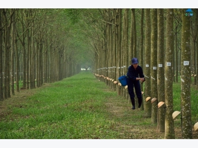 Chăm bón cây cao su bằng phân đa yếu tố NPK Văn Điển