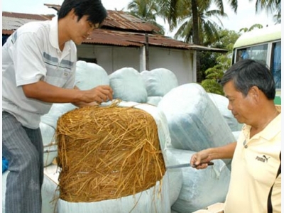 Thức ăn ủ chua cho gia súc góp phần nâng cao năng suất và giảm phát thải khí nhà kính