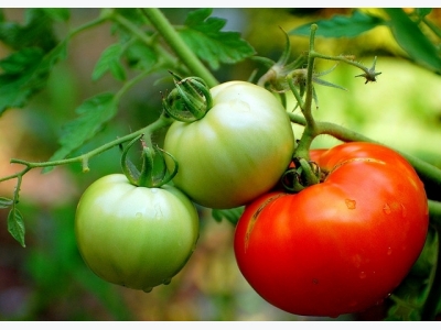 Planting Tomato Plants General Guidelines