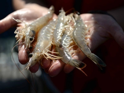 Scientists continue study of black gill in shrimp