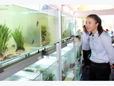 Kinh doanh cá cảnh siêu lãi, nhưng lại quên thị trường nội địa