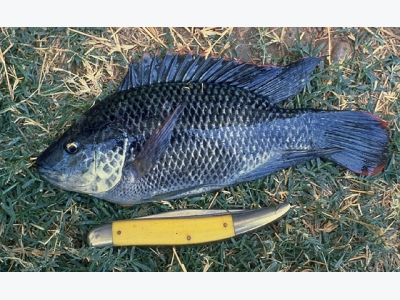 Invasive or imperative? South Africas quandary over Nile tilapia