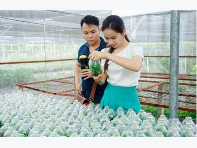 Làm giàu từ nông nghiệp: 8X du học ở Mỹ, về quê làm…giống cấy mô