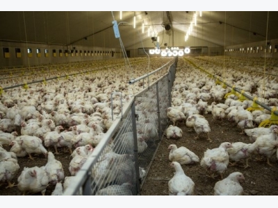 Feeding broilers for the future