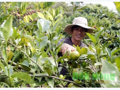Hiệu quả từ trồng cà phê xen cây ăn trái