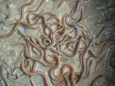 Sử dụng bồn nylon cải thiện năng suất nuôi lươn trên cạn