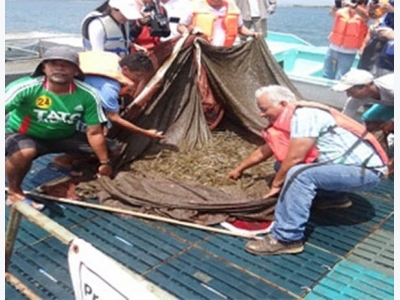 Shrimp sector electrification to improve competitiveness