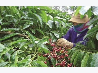 Exports of Vietnamese coffee expected to double by 2030