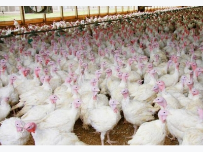 Turkey, poultry wastes could replace coal