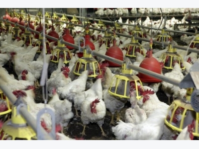 Fit and well-proportioned broiler breeders
