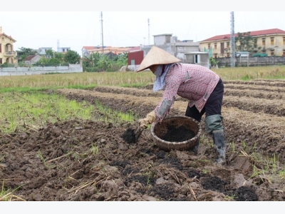 Trồng khoai tây, lợi nhuận gấp 2 - 3 lần so với trồng lúa