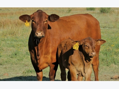 Cross-bred or pure-bred: designing a herd