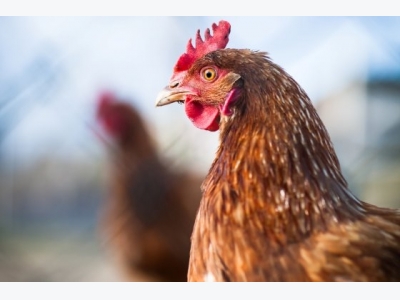 Laying hens stick to their own routine