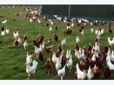 Old bird diseases occur more among free-range hens