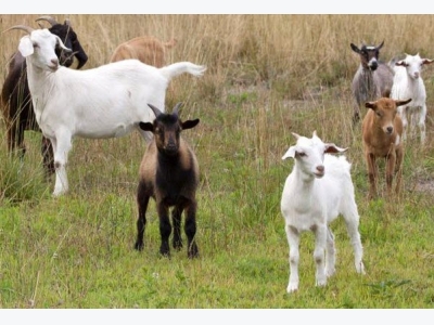 Position, function of goat antibody genes identified