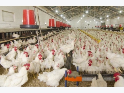 Breeding resistant chickens for improved food safety