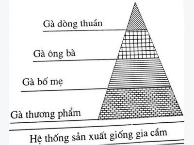 Hệ thống giống gà trong chăn nuôi gia cầm