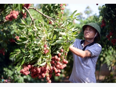 10 tỷ USD cho xuất khẩu rau quả: Xem thị trường trước khi sản xuất