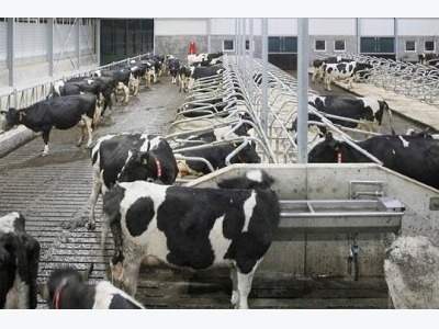 Benchmarks set for optimal UK dairy performance