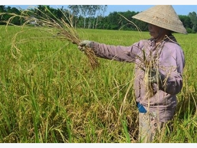 Những dịch bệnh hại cần chú ý trong tuần (từ 7 - 13/11)