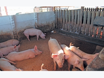 Basic infrastructure for small-scale pig farming