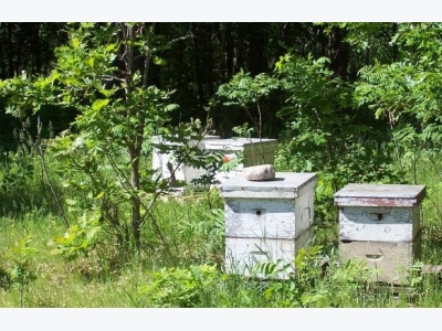 Best practices being developed for organic beekeeping industry