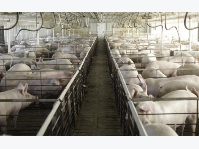 Influenza A Virus in Swine: What You Need to Know