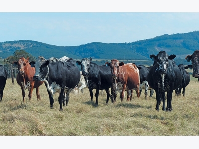 Beef cattle fertility – top Nguni stud raises the bar
