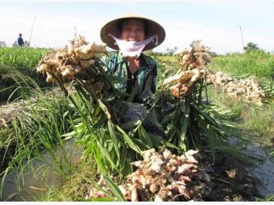 Kỹ thuật trồng gừng đem lại năng suất chất lượng cao