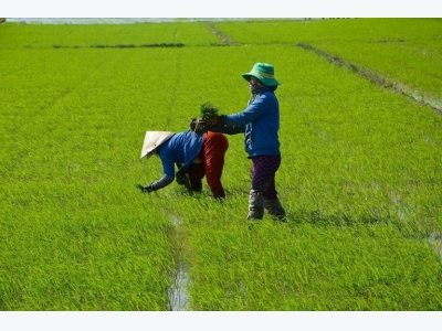 Một số biện pháp chăm sóc lúa Đông Xuân sau mưa lũ