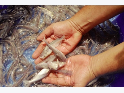 Đồng bằng sông cửu long: Liên kết sản xuất giống cá tra 3 cấp