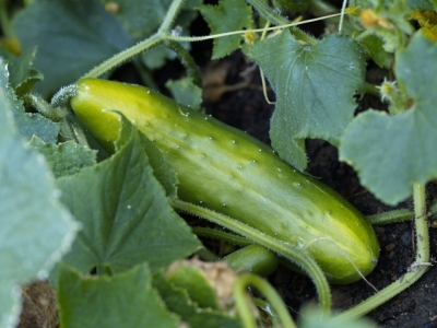 Growing Cucumbers