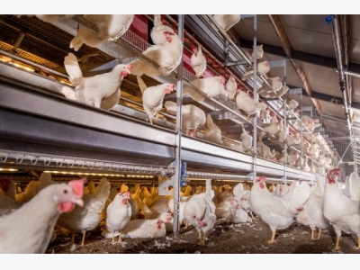 Impact on hen bone integrity in cage-free environments