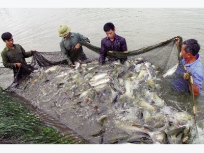Khuyến ngư với những mô hình hiệu quả