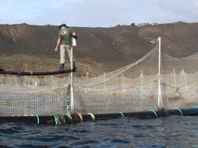 Tuna aquaculture: Fishing for progress
