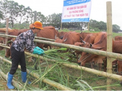 Vỗ béo, thụ tinh nhân tạo tăng năng suất, chất lượng đàn bò