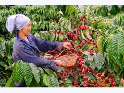 Coffee sector strives for US$6 billion export turnover