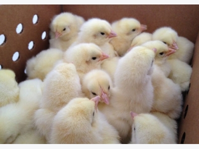 Poultry Summit discusses antibiotic challenges