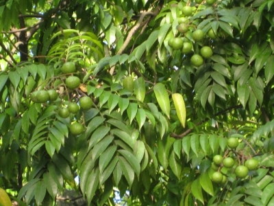 Kỹ thuật trồng cây sấu đơn giản, cho năng suất cao