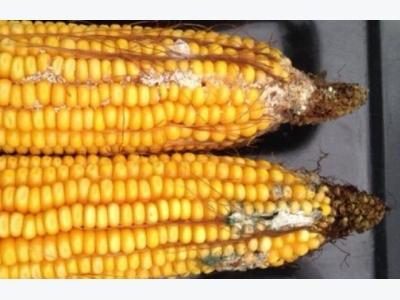 Harvest analysis indicates high levels of mycotoxins in U.S. corn silage