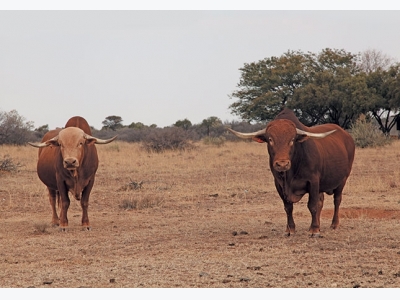 The way forward with grass-fed beef